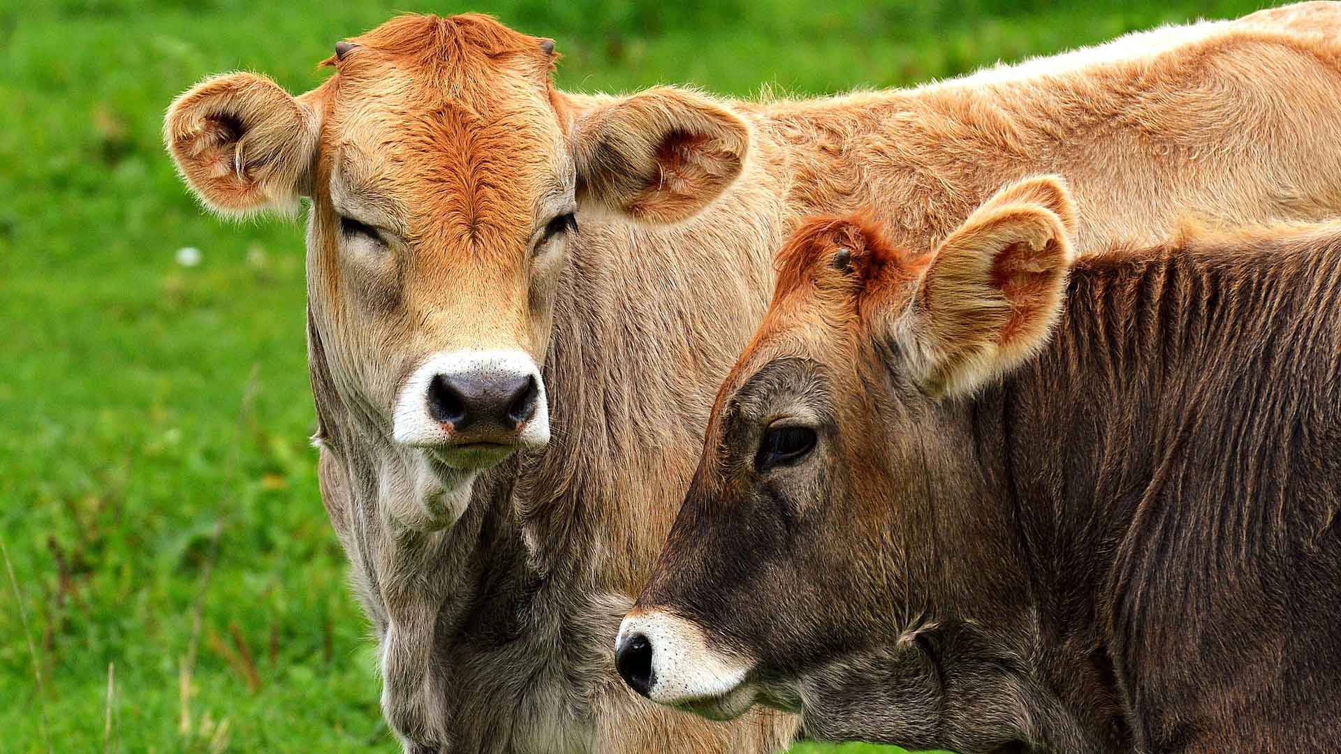 Koeien in de Allgäu © Pixabay