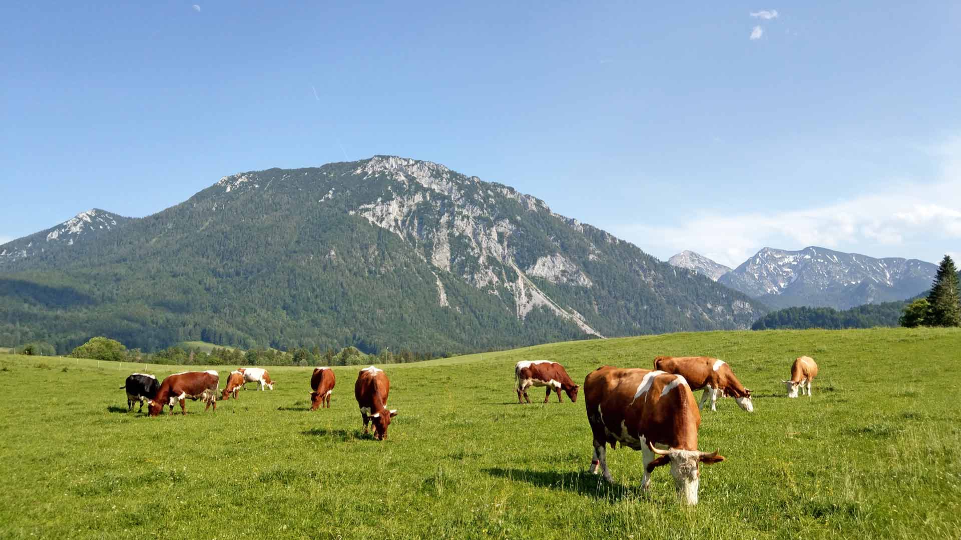 Koeien in de bergen © Eurohike