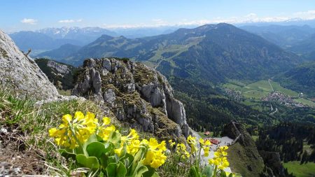 Alpenbloemen panorama © Eurohike