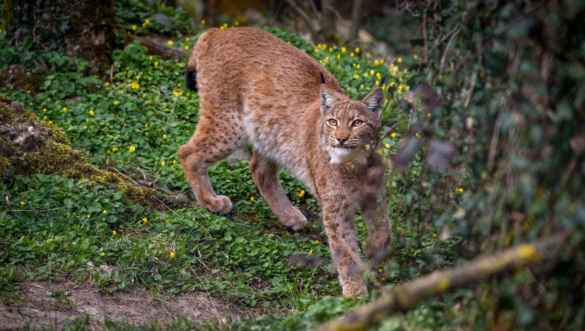 De lynx komt inmiddels in de Harz ook weer in het wild voor © Shutterstock schame