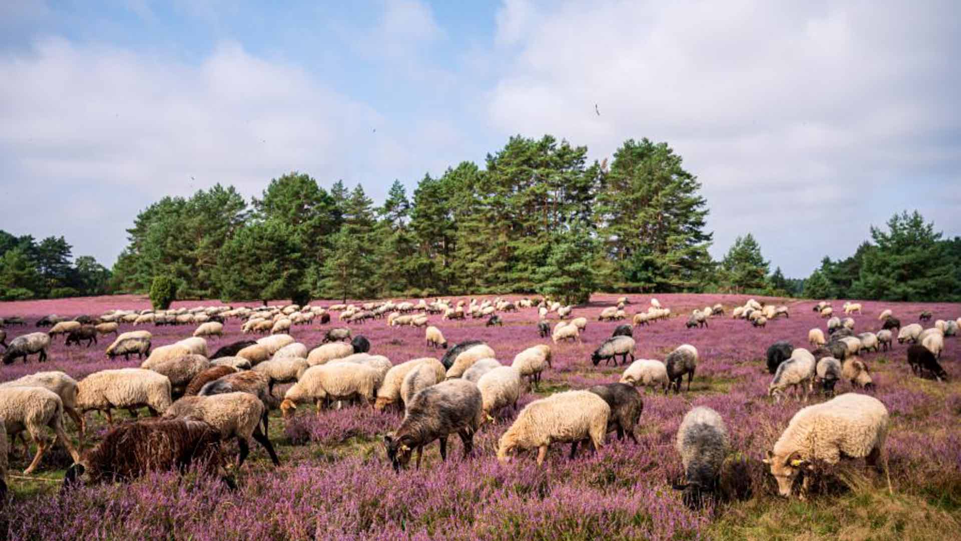 wandelroute Heidschnuckenweg op de Lüneburger Heide