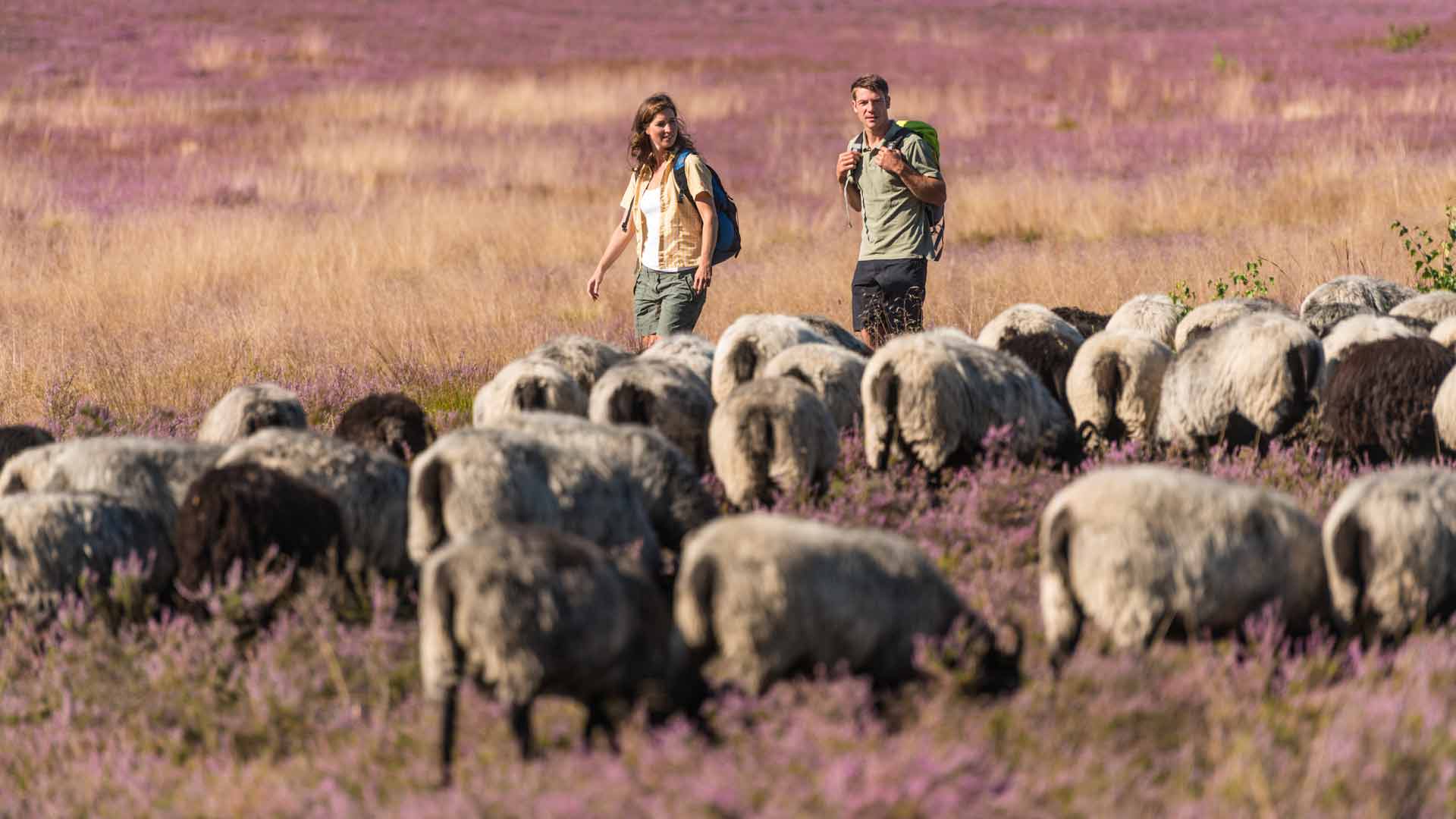 Wandelaars en heideschapen op de Lüneburger Heide © Lueneburger Heide GmbH
