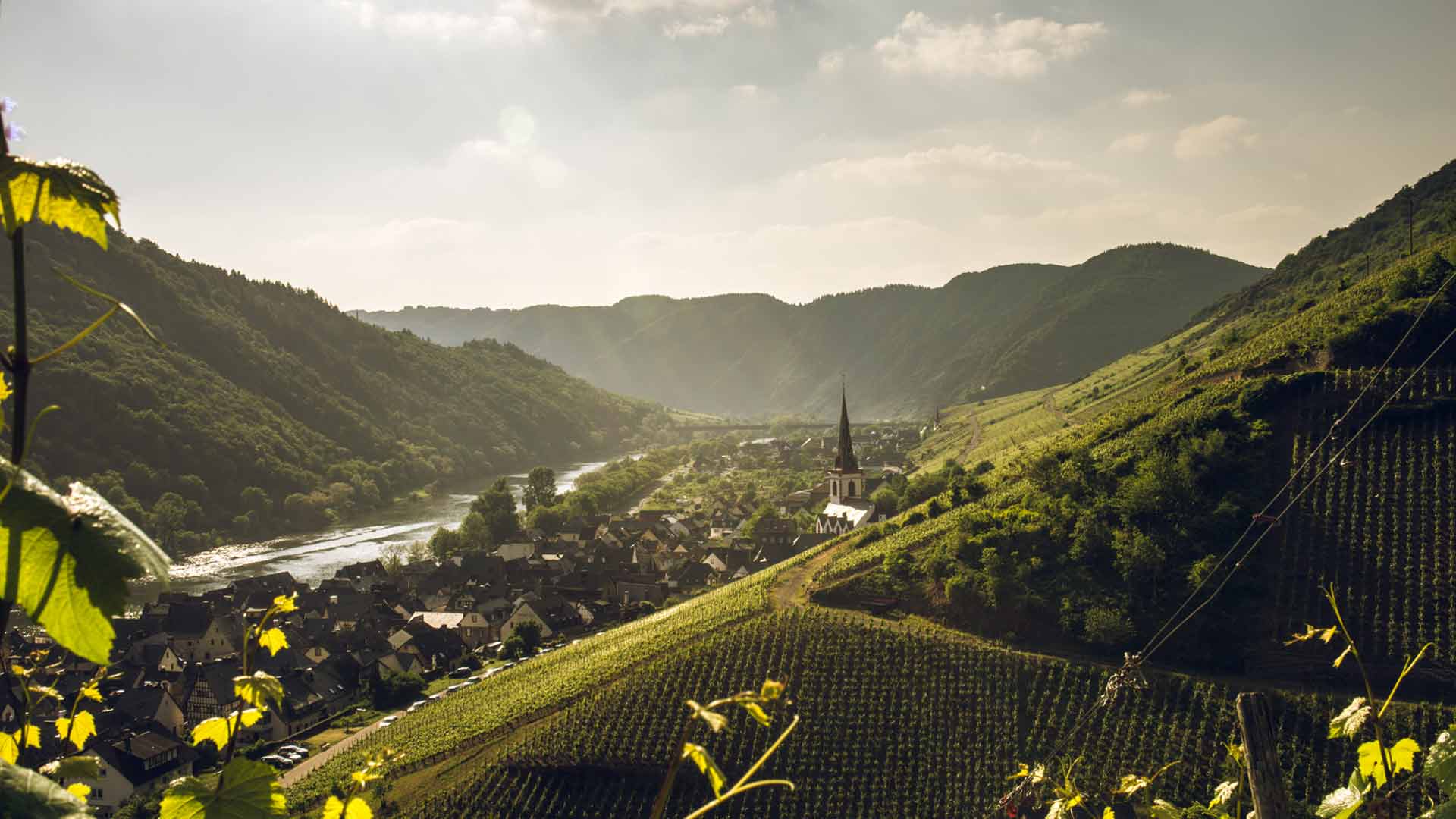 Zonsondergang over wijngaarden aan de Moezel © Shutterstock Florian Koehler