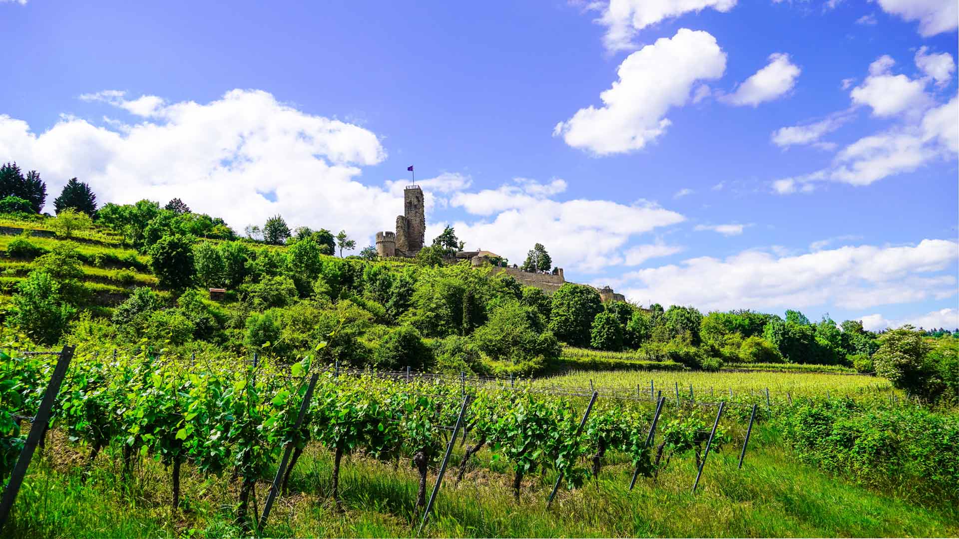 Burg Wachenheim bij Bad Dürkheim aan de wijnroute in de Pfalz © Shutterstock Elly Miller