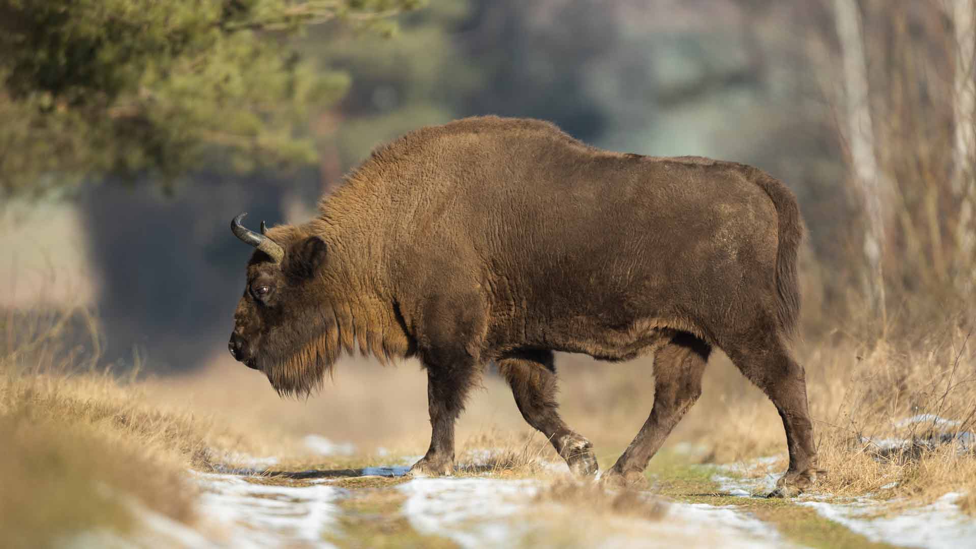 Vrijlopende wisenten, oftewel de Europese bizon, kun je tegenkomen op de Rothaarsteig. © Shutterstock Szczepan Klejbuk
