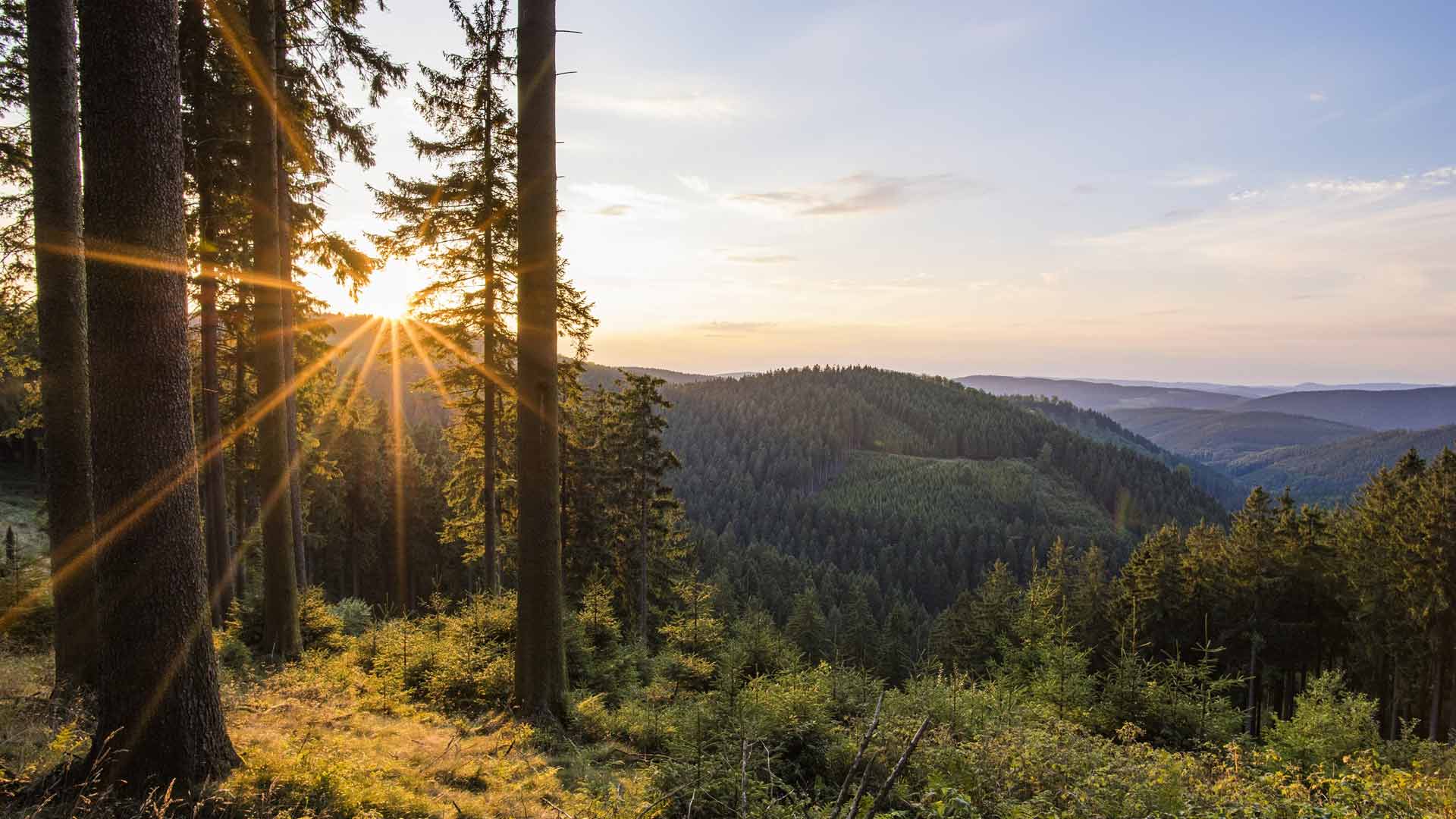Heuvels met bossen zover het oog reikt. © Rothaarsteigverein e.V. - Klaus-Peter Kappest