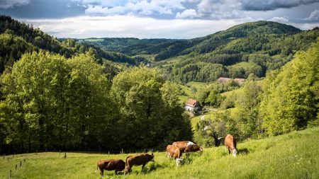 Koeien in de wei met een prachtig uitzicht over het Zwarte Woud © Schwarzwald Tourismus Chris Keller