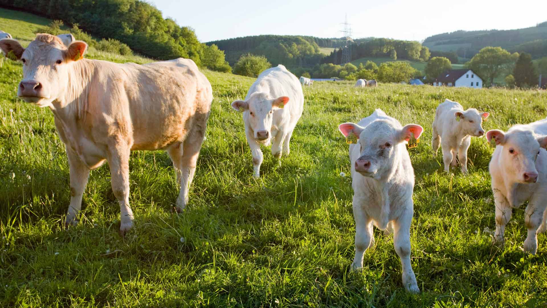 De koeien hebben het goed in het Sauerland. © Sauerland Tourismus e.V.