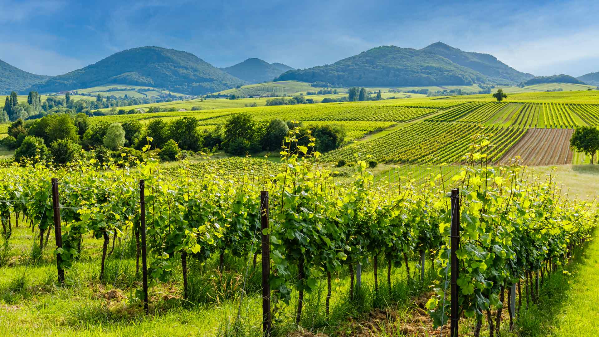 De uitgestrekte wijnbergen in de Pfalz aan de Pfälzische Weinstraße