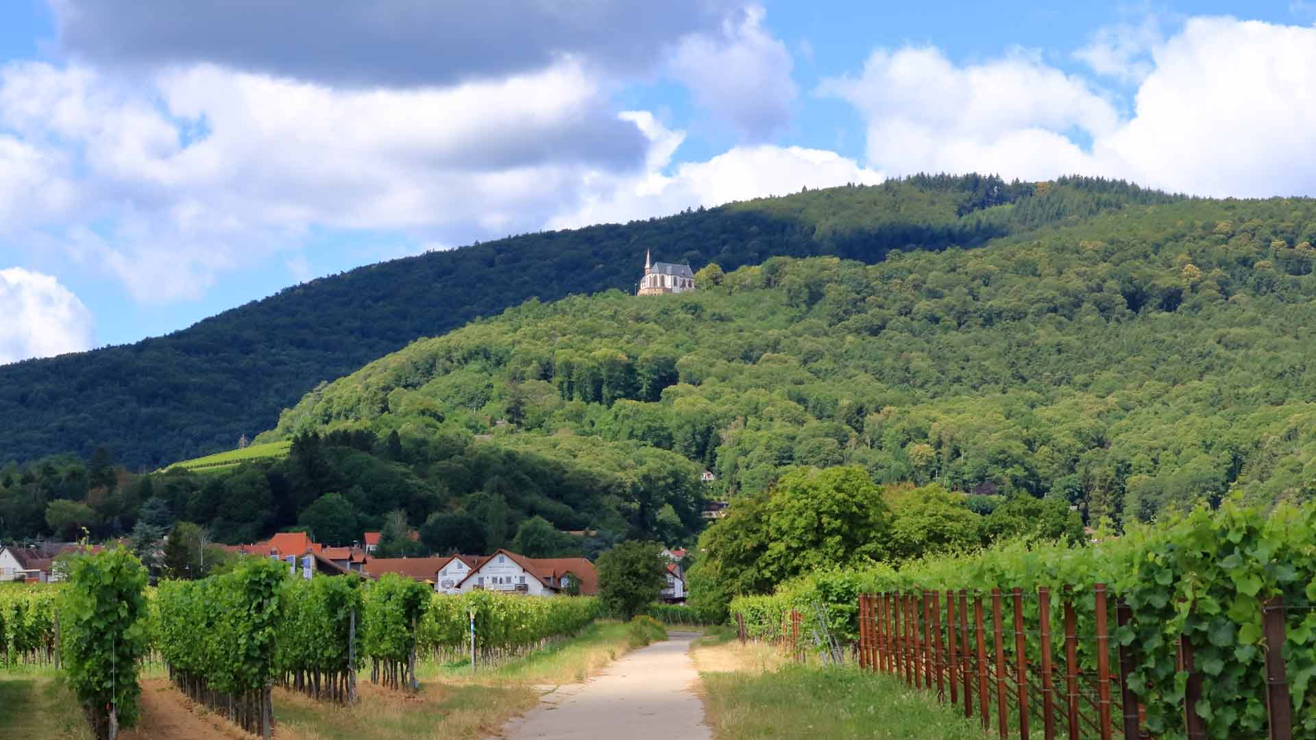 De wijngaarden bij Burrweiler in de Pfalz.