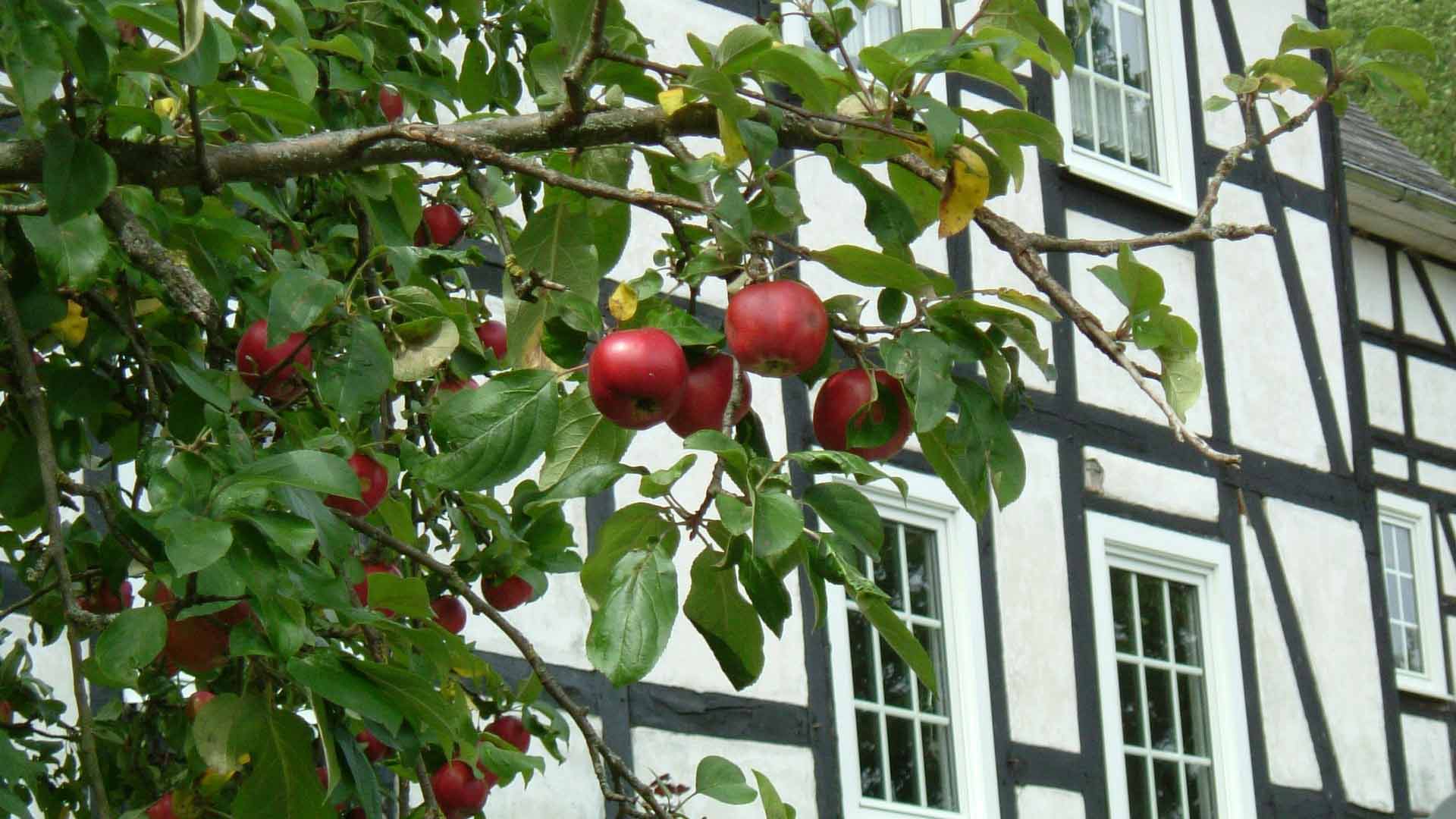 Appels en vakwerk in het Sauerland.